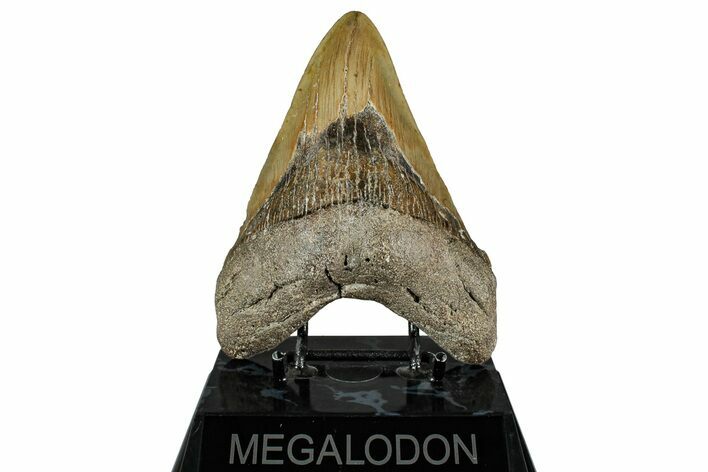 Fossil Megalodon Tooth - North Carolina #354433
